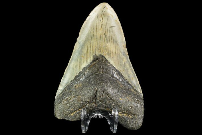 Fossil Megalodon Tooth - North Carolina #109805